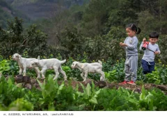 第十五届多彩贵州·中国原生态国际摄影大展 · 摄影大展官方客服 的图集