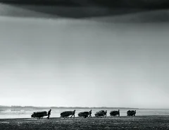 《黄河人家》