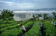 多彩贵州·第十四届中国原生态国际摄影大展 · 周访华 的图集