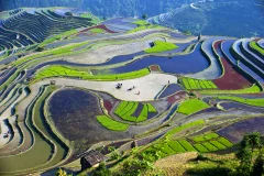 加鸠梯田