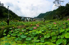 2023多彩贵州·第十六届中国原生态国际摄影大展 · 独立寒秋 的图集