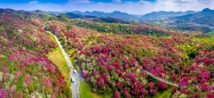 《贵州花海百里杜鹃》