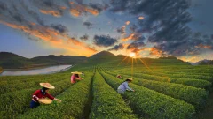 《石阡茶园》