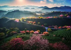 多彩贵州·第十四届中国原生态国际摄影大展 · 阳阳(苏朝阳) 的图集