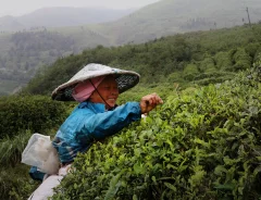 多彩贵州·第十四届中国原生态国际摄影大展 · 朱碧匀 的图集