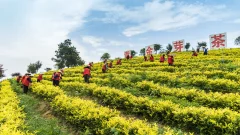 多彩贵州·第十四届中国原生态国际摄影大展 · 大文 的图集