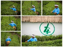 多彩贵州·第十四届中国原生态国际摄影大展 · 山林 的图集