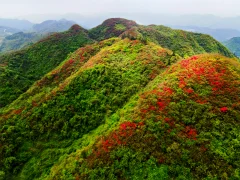 杜娟花开山梁红