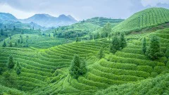 多彩贵州·第十四届中国原生态国际摄影大展 · 菡萏 的图集