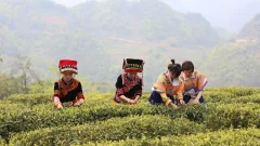 多彩贵州·第十四届中国原生态国际摄影大展 · 流浪枫叶 的图集