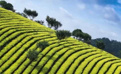 多彩贵州·第十四届中国原生态国际摄影大展 · 王德仙 的图集