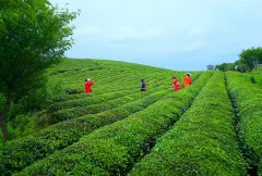 多彩贵州·第十四届中国原生态国际摄影大展 · 黔灵祝君（韩介明） 的图集
