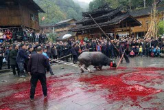 多彩贵州·第十四届中国原生态国际摄影大展 · 郑波 的图集