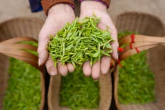 《布依族妇女展示采摘的春茶》