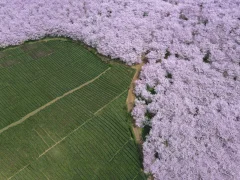第十五届多彩贵州·中国原生态国际摄影大展·”空中瞰贵州”主题征稿 · 牧渔 的图集