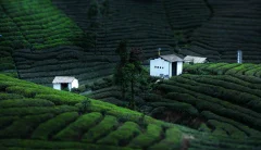 多彩贵州·第十四届中国原生态国际摄影大展 · chen cd 的图集