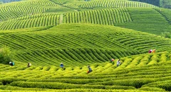 多彩贵州·第十四届中国原生态国际摄影大展 · 大文 的图集