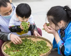 多彩贵州·第十四届中国原生态国际摄影大展 · 张燕 的图集