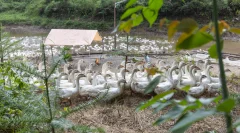 多彩贵州·第十四届中国原生态国际摄影大展 · 知根 的图集