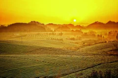 多彩贵州·第十四届中国原生态国际摄影大展 · 高山一棵松 的图集