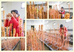 多彩贵州·第十四届中国原生态国际摄影大展 · 玉哥 的图集