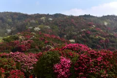 多彩贵州·第十四届中国原生态国际摄影大展 · 紫蝶视角 的图集