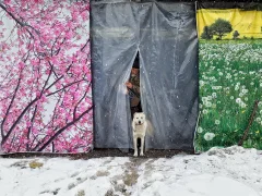 第十五届多彩贵州·中国原生态国际摄影大展 · 摄影大展官方客服 的图集