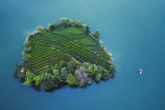 《湖中央的茶园小岛》