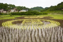 多彩贵州·第十四届中国原生态国际摄影大展 · 朱进 的图集