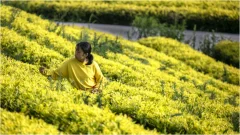 多彩贵州·第十四届中国原生态国际摄影大展 · 王德仙 的图集
