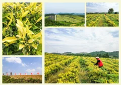 多彩贵州·第十四届中国原生态国际摄影大展 · 玉哥 的图集