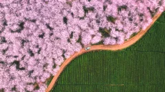 《樱花茶园养生之地》