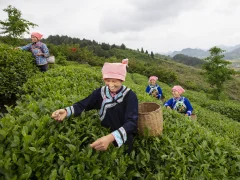 多彩贵州·第十四届中国原生态国际摄影大展 · xqy5778 的图集