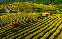 多彩贵州·第十四届中国原生态国际摄影大展 · 健摄者 的图集