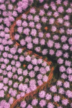 独特的八卦图形的樱花园