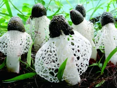 《织金竹荪》