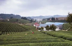 多彩贵州·第十四届中国原生态国际摄影大展 · 到处走走 的图集