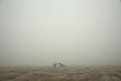 《雪野》