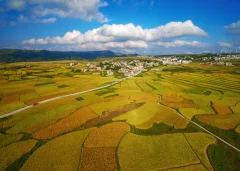 《高坡乡红米基地》