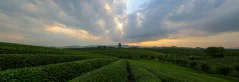 多彩贵州·第十四届中国原生态国际摄影大展 · 十八子三皮 的图集