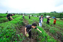 多彩贵州·第十四届中国原生态国际摄影大展 · 杨明亮 的图集