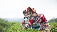 多彩贵州·第十四届中国原生态国际摄影大展 · 流浪枫叶 的图集