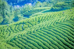 多彩贵州·第十四届中国原生态国际摄影大展 · 菡萏 的图集