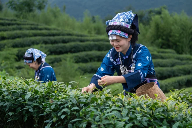 黔南·都匀 螺蛳壳茶山