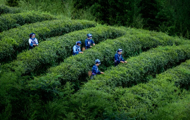 黔南·都匀 螺蛳壳茶山