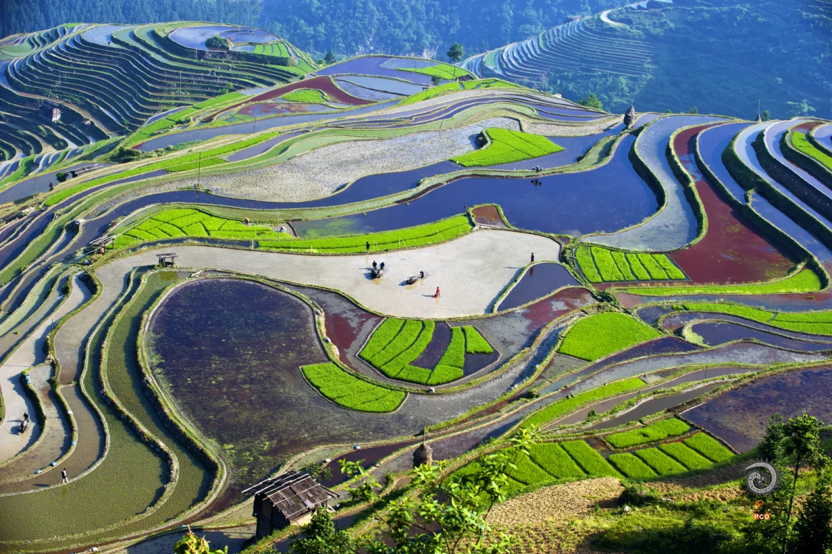 加鸠梯田