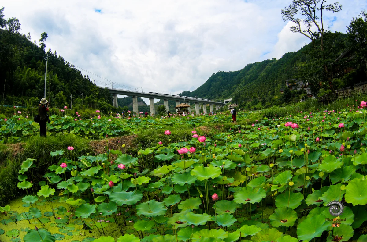 2023多彩贵州·第十六届中国原生态国际摄影大展 · 独立寒秋 的图集