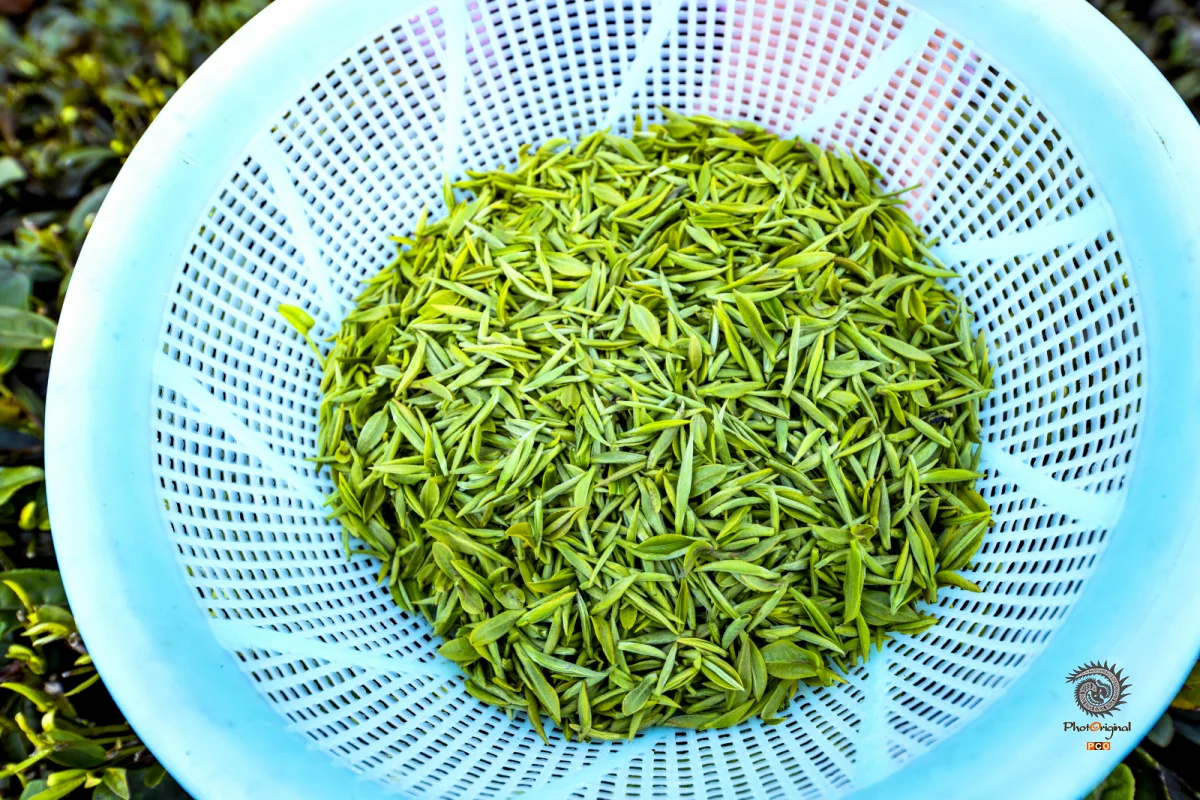多彩贵州·第十四届中国原生态国际摄影大展 · 无线的风筝 的图集