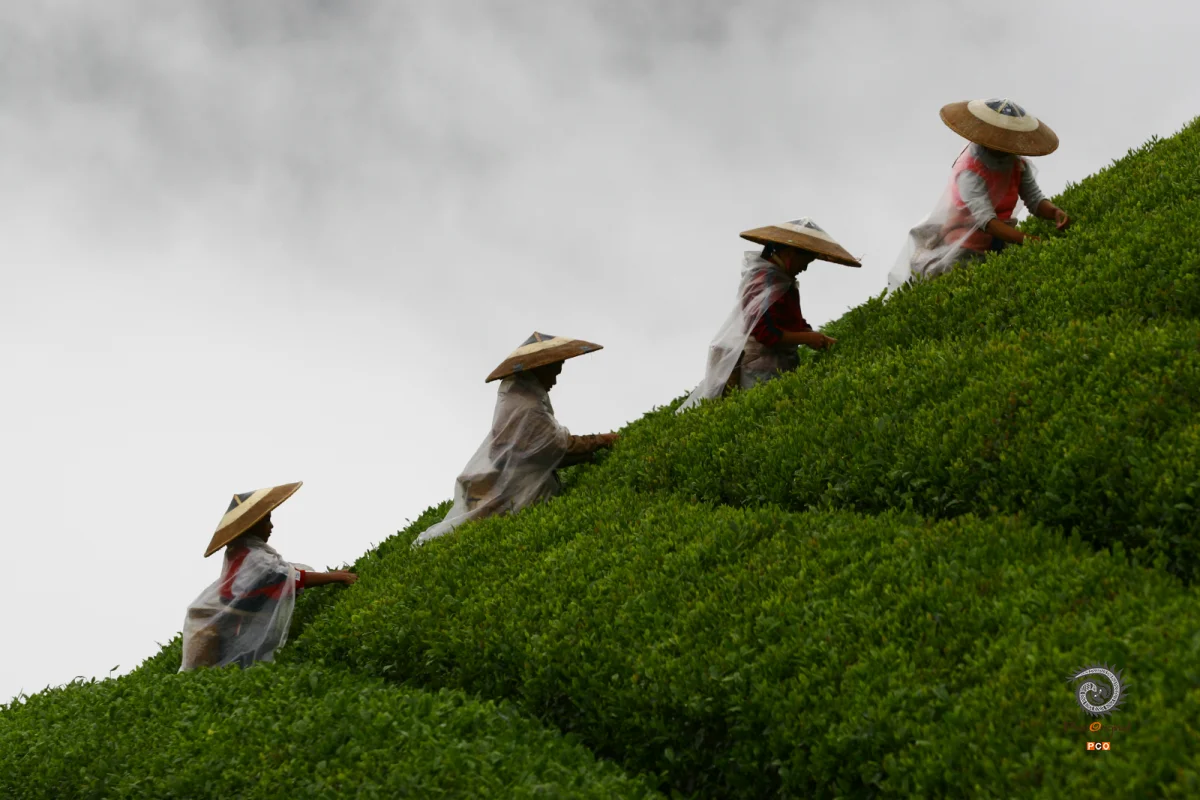 《采茶人》