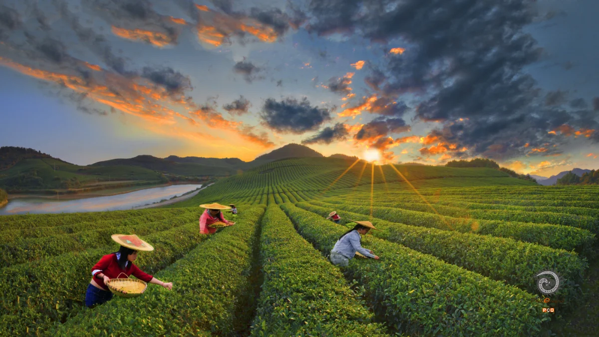《石阡茶园》
